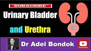 Urinary Bladder and Urethra Dr Adel Bondok [upl. by Ttayw511]