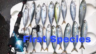 First HALALU Hilo Hawaii fishingAkuleHALALU [upl. by Ahtreb466]