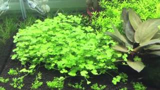 Hydrocotyle tripartita Tropica Scaper tank dennerle [upl. by Nhtanhoj]