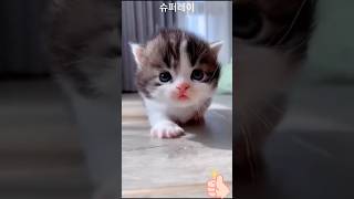 귀여운 아기고양이 모음cute baby cat [upl. by Lac152]