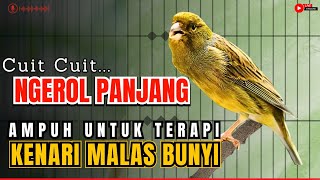 KENARI GACOR PANJANG Rol Rapat EMOSI Cuit cuit Ngerol AMPUH utk Pancingan kenari paud belajar bunyi [upl. by Favianus]