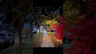 Can’t get enough of nature in fall season fypシ゚viral nature fall canada [upl. by Akkim]