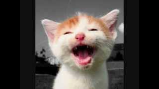 lachende katzen  laughing cats [upl. by Pepita]