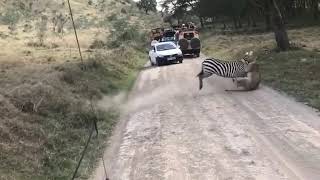 Intense fight between zebra and lioness [upl. by Rebmik]