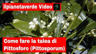 Come riprodurre per talea il Pittosforo Pittosporum [upl. by Aserehc]