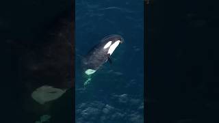 What is in this Orcas’s mouth viral whale crazy shorts [upl. by Ulrika220]