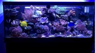 My 75 Gallon Reef Tank [upl. by Acinehs]