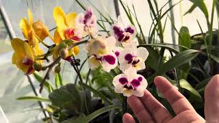 Getting orchids to bloom in fall [upl. by Mainis]