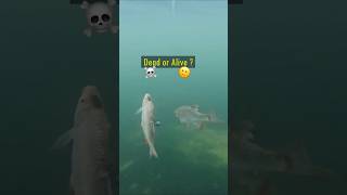 Dead or Alive Baitfish  Pike react pike fishing underwater [upl. by Rehpotsirhk689]