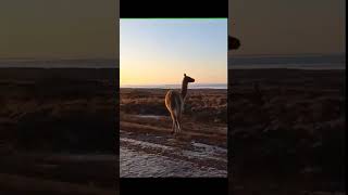 Guanacos al atardecer turismoargentino tierradelfuego findelmundo guanacos patagoniaargentina [upl. by Ranie]