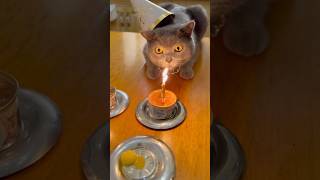 Why Your Cat Runs Away When It Sees a Lit Candle [upl. by Frederiksen]