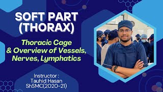 Thoracic Cage amp Overview of Blood vessels Nerves amp Lymphatics  Thoracic Duct  Azygos Vein [upl. by Aihseyk]