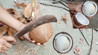 Dry coconut husking  নারিকেলের হোস খুব মজা। Coconut cutting [upl. by Htidirem]