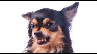 Why chihuahua always angry [upl. by Iphagenia]