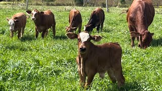 Baby Beefalo Calves [upl. by Akim]