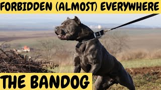 BANDOG  The Forbidden Dogs  almost everywhere [upl. by Christiana]