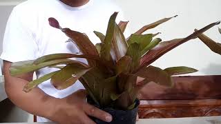 How to propagate bromeliads Dissecting Pup from mother plant [upl. by Sianna913]