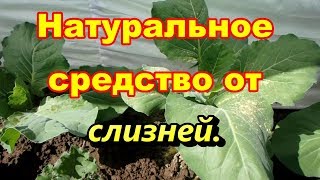 Натуральноебесплатноесредство от слизней [upl. by Boleyn]