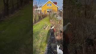 Beautiful runner ducks in the garden [upl. by Fazeli]