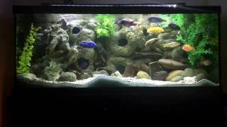 I Gave UpFaux Plants in the African Cichlid Tank [upl. by Neemsaj]