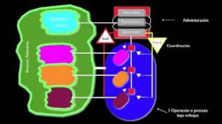 Modelo de Sistema Viable [upl. by Asoramla]