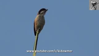 Bird Call LONGTAILED SHRIKE  Adult vs Juvenile [upl. by Cassilda897]