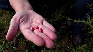 Lingonberry or Low Bush Cranberry Identification [upl. by Aisylla]