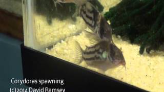 Corydoras parallelus or schwartzi spawning [upl. by Hedwiga332]