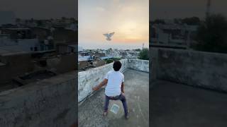 Kabootar ka bacha Wapas Aa Gaya 🤩 kabootar pets animals shorts [upl. by Eninaj961]