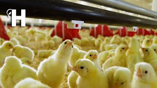 Amazing Chicken Hatchery Technology  Modern Chicken Poultry Farming Technology HappyFarm85 [upl. by Feodore899]