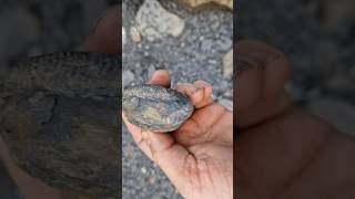 fossil nodule spotting fossilhunting on the Yorkshire jurassic coast [upl. by Blader]