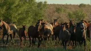 Tongue River Ranch  2011 American Quarter Horse Association Pfizer Best Remuda Award Winner [upl. by Finnigan]