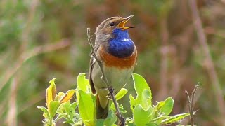 Oiseaux qui Chantent Une heure de chant des oiseaux [upl. by Sedaiuqlem726]