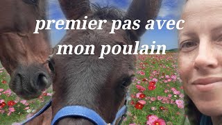 Premiers pas avec son poulain [upl. by Enetsuj]