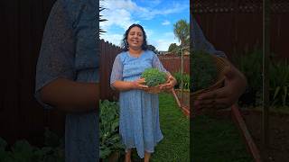 Broccoli Harvest  ബ്രോക്കോളി വിളവെടുപ്പ് broccoli homegarden harvest homegrown shorts [upl. by Elleiad476]