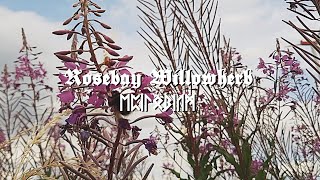 HERBOLOGY amp ALCHEMY  Rosebay Willowherb  Fireweed Epilobium [upl. by Reahard]