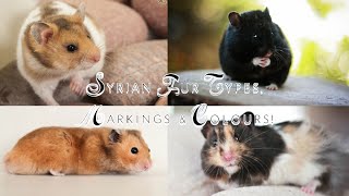 Syrian Hamster Fur Types Markings amp Colours [upl. by Giesser]