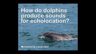 How do dolphins produce echolocation clicks [upl. by Orian]