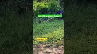 Crocodile attacks on Buffalo 🐃 crocodile buffalo wildlife africa nationalpark shorts shiv [upl. by Tse]