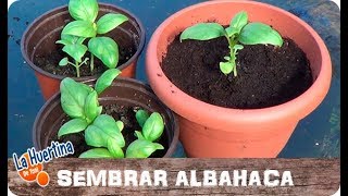 Como Germinar Y Sembrar Albahaca En Casa  La Huertina De Toni [upl. by Aikenat]