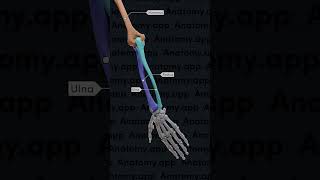 Biomechanics of the upper limb pronation and supination [upl. by Aniar]