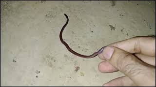 Brahminy Blind snake  Non venomous [upl. by Lissie257]