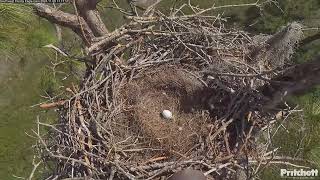 Southwest Florida Eagle Cam 09112024 1304 🥚 [upl. by Rediah355]