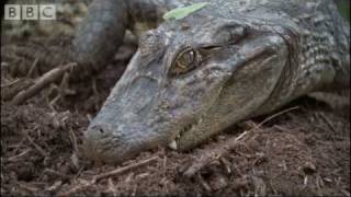 Attenborough  Baby Caymans hatching  BBC wildlife [upl. by Xer]