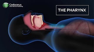 The Pharynx Anatomy and Function  Epiglottis  Larynx Examined [upl. by Christiano]