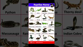 Reptiles Animals Name in English Reptiles Reptiles name in English  English Vocabulary [upl. by Anaylil]