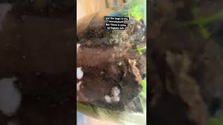 Yayayyayayayay terrarium Terrariums bugs Springtails isopods Nature plants ￼￼￼￼￼ [upl. by Anidal170]