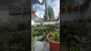 Bougainvillea pruning  live stories houseplantdecor home plantstyle gardendesign garden [upl. by Ralaigh]