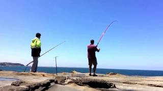 Punchbowl 23122016 2 pinkys 1 big whiting then reels screams Huge kingfish off the Punchbowl [upl. by Rich247]