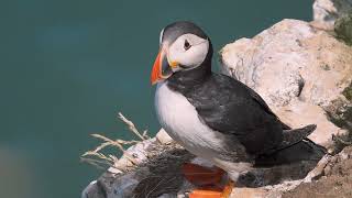 RSPB Bempton Cliffs 2022 featuring Puffins and the Northern Gannet [upl. by Milas55]